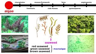 Overview of Plant Classification Vascular and Nonvascular Plants [upl. by Nednerb]