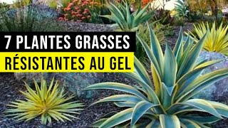 7 PLANTES GRASSES Résistantes au Sec et au Froid [upl. by Rednasela]