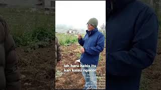 Cara Aplikasi SI HIJAU pada tanaman Kentang RIFAA08 [upl. by Ylicic]