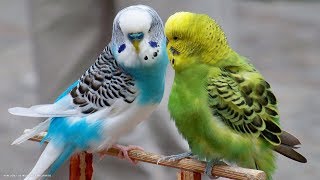 6 Hours Nature Sounds Parakeets Budgies Chirping Singing Reduce stress blood pressure [upl. by Esinyl300]