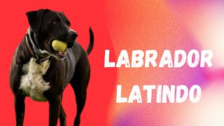 LABRADOR LATINDO 🐕 LATIDO DE CACHORRO 🐕 SOM DE CACHORRO🐕 LABRADOR DOG BARKING 🐕 PATINHAS PETS 🐾 [upl. by Becka]