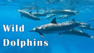 Swimming with Wild Dolphins in Hawaii [upl. by Albright183]