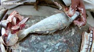 Croaker Fish Cutting  Mushka Machli  Ibrahim Hyderi [upl. by Carlo]