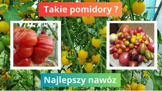 Jedyny taki nawóz do pomidorów [upl. by Emily362]