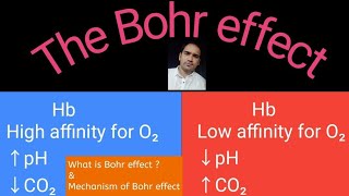 Bohr effect  What is Bohr effect and Mechanism of Bohr effect [upl. by Meneau]