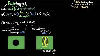 Autotrophic and heterotrophic nutrition  Life processes  Class 10 Biology  Khan Academy [upl. by Wichern228]