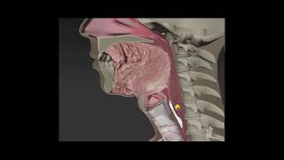 Anatomy amp Physiology of Swallowing  MBSImP Animations [upl. by Carbo351]