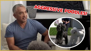 I meet two Poodles with Aggressive Behavior  Cesar 911 [upl. by Sibyl]