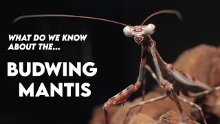 Parasphendale affinis Budwing mantis Husbandry and Facts HUSBANDRY [upl. by Eugene386]