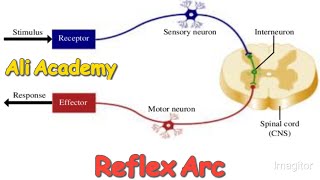 Reflex arc  reflex action  NMDCAT 2021 [upl. by Nana]