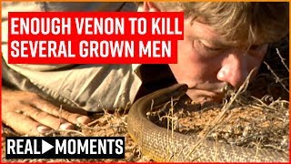 Steve Irwin Gets Licked By The Worlds Deadliest Snake  Real Moments [upl. by Broome313]