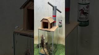 Best mouse trap ideagood rat trap at home mousetraptp [upl. by Nylecaj]