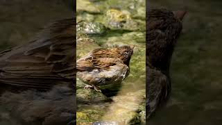 A small brown bird with a bright yellow beak perches gracefully on a mosscovered rock in a serene [upl. by Fevre]