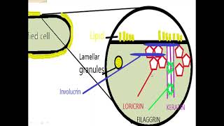 Dental lecture gingiva part 3 process of keratinization in Hindi [upl. by Harpole]