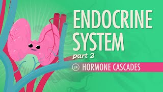 Endocrine System Part 2  Hormone Cascades Crash Course Anatomy amp Physiology 24 [upl. by Nhar]