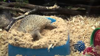 Hedgehog sand bath [upl. by Lavery]