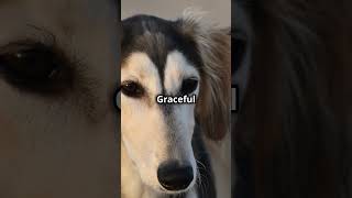 Saluki Secrets One Of The Fastest Dog In the World [upl. by Ahseet]