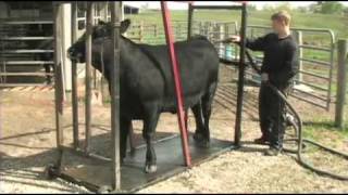 Fitting and Showing Angus Cattle Part 1 [upl. by Kimmie]