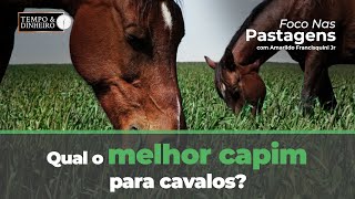 Qual o melhor capim para cavalos Foco nas pastagens responde [upl. by Okihcim656]