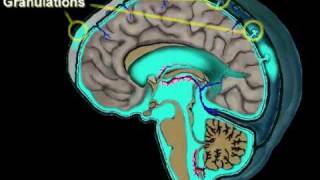 Cerebrospinal Fluid Circulation [upl. by Close]