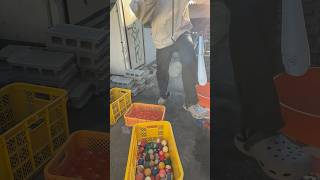 Marble Run☆Comedian uncle in sunglasses rolls the balls with a big ladle ② asmr [upl. by Brightman]