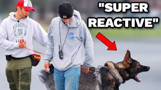 Dog trainer tried to take his German Shepherd away [upl. by Irap]