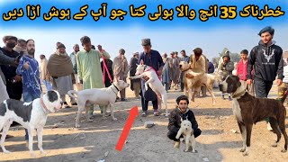 Kohat Dog Market Mai Khatarnak Bully kutta Vs Kohati Gultair  Special Dog Market  Pk Animals [upl. by Seto]