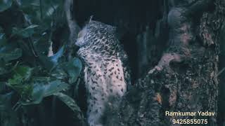 very rare sighting spotbellied eagle owl October 2024birdspecies beautiful viralvideo fallow [upl. by Ikaz407]