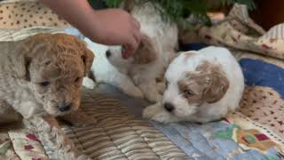 Pippas Boys  Cavapoochon Puppies at 4 weeks old [upl. by Kirkwood851]