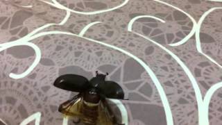 SlowMo Flying Rhino Beetle [upl. by Lauretta]