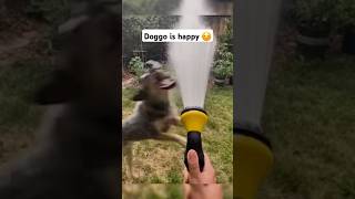 Water Hose vs Dog 🥰🥰 [upl. by Iteerp]