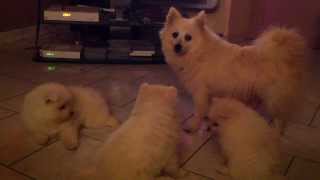 Chiots Spitz Japonais Elevage des Blancs Flocons spitzjaponaisfr [upl. by Otreblide]