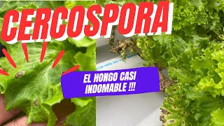 Cercospora como prevenirla y eliminarla [upl. by Luo765]