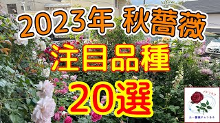 2023年【秋薔薇】注目品種20選🌹 [upl. by Ativla]