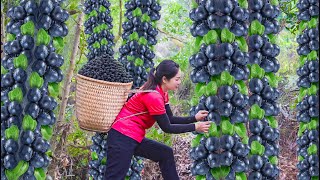 Harvesting KUMQUAT WALKING amp Go to Market Sell  kumquats cling to tree trunks in the forest [upl. by Linson]