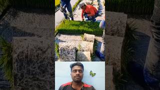 🤔நெல் நாத்து கட்டிங்⁉️  Amazing Farm Vedio 💯 trending paddy nursery statisfying tools shorts [upl. by Nohsar]