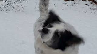 Pyrenean Mastiff Gets Second Chance At Life [upl. by Ettennil349]