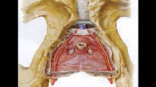 Pudendal Nerve Entrapment Pudendal Neuralgia Pelvis Anatomy [upl. by Boylan]