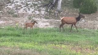 Mama Elk and calf out for a stroll in Yellowstone [upl. by Eicarg452]