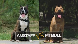 American Staffordshire Terrier vs American Pitbull Terrier What’s The Difference [upl. by Durning]