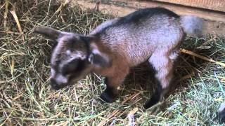 westafrikanische Zwergziegen und Kitz baby  goat with yeanling [upl. by Junina]