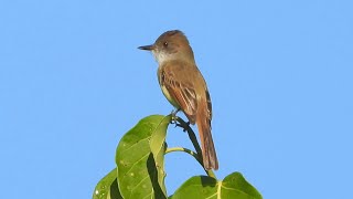 Duskycapped Flycatcher and its Call [upl. by Barbee]