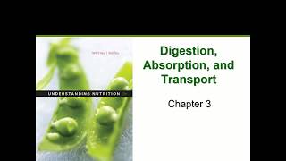 Digestion Absorption amp Transport Chapter 3 [upl. by Gloriana]