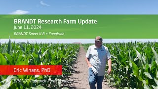 Importance of Boron amp Potassium in Corn Production [upl. by Ardni444]