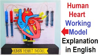 human heart working model explanation in English  how human heartt works  craftpiller [upl. by Howzell]