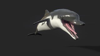 Dolphin Model UNITY unitypackage [upl. by Ellerihs]