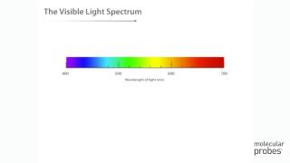 Molecular Probes Tutorial Series—Introduction to Fluorescence [upl. by Woodcock934]