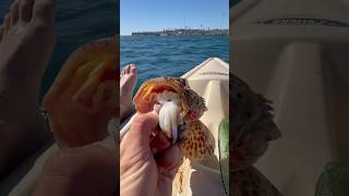 sculpin throwing up an octopus🤮 fishing [upl. by Aura]