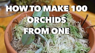 How to Make 100 Orchids From One Without Keiki Paste [upl. by Ahsiatal]