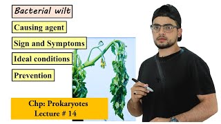 Bacterial Wilt Disease of plants [upl. by Elbring]